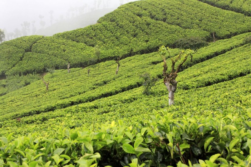 tea plantations sri lanka